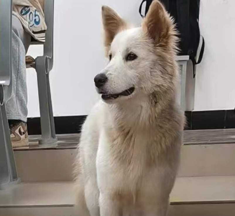 开云登录入口地址-湖南湘潭宠物狗跑进高校被保安吃了？校方：系“开玩笑”，当时吃的狗肉是保安自己买的，当地警方已介入处理